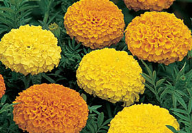 Climax Marigolds