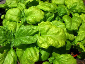 Mammoth basil