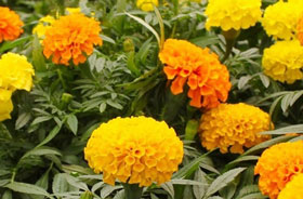 Crackerjack Marigolds