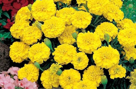 Petite Yellow Marigolds