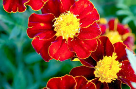 Red Knight Marigolds